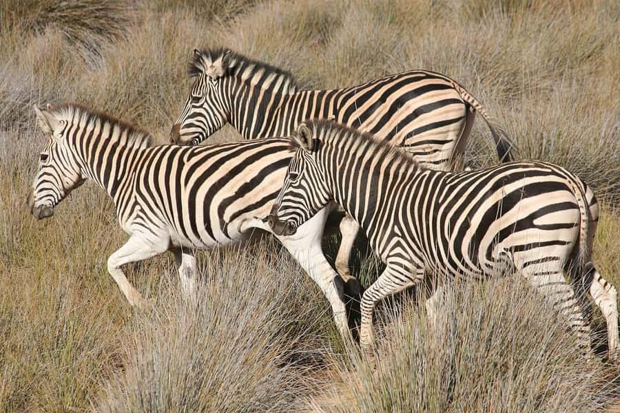 Aquila Reserve: Private Day Tour with Shared Game Drive - Food, comfort, and practical packing