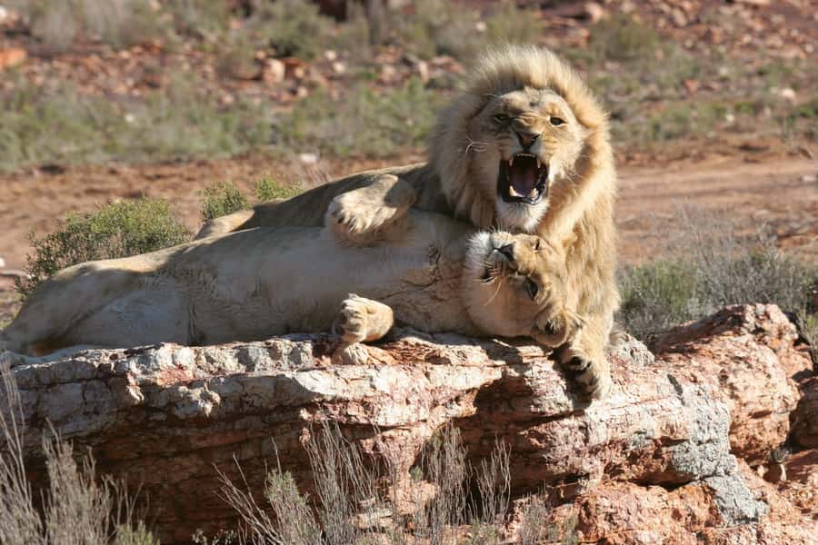 Aquila Reserve: Private Day Tour with Shared Game Drive - A welcome drink and buffet breakfast