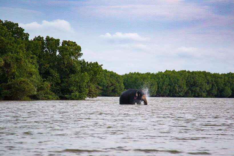 Arugambay :Pottuvil Lagoon Mangrove Eco Boat Safari Tours - Key points at a glance