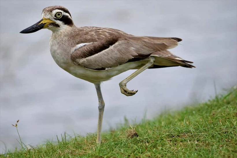 Arugambay :Pottuvil Lagoon Mangrove Eco Boat Safari Tours - Who should book this lagoon safari?