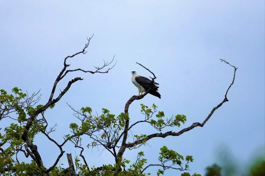 Arugambay :Pottuvil Lagoon Mangrove Eco Boat Safari Tours - Crocodiles, monkeys, bats, and elephants