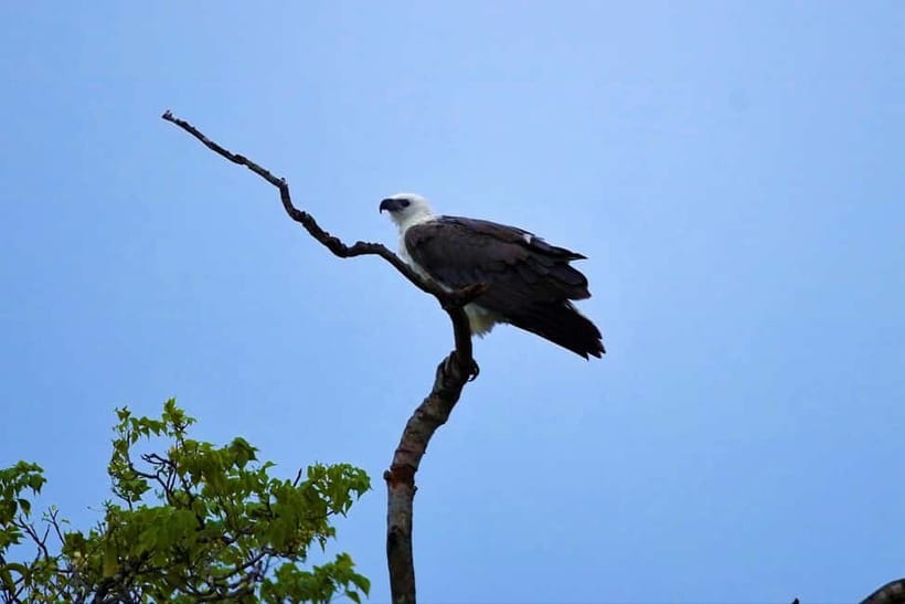 Arugambay :Pottuvil Lagoon Mangrove Eco Boat Safari Tours - The guides are a major part of the value