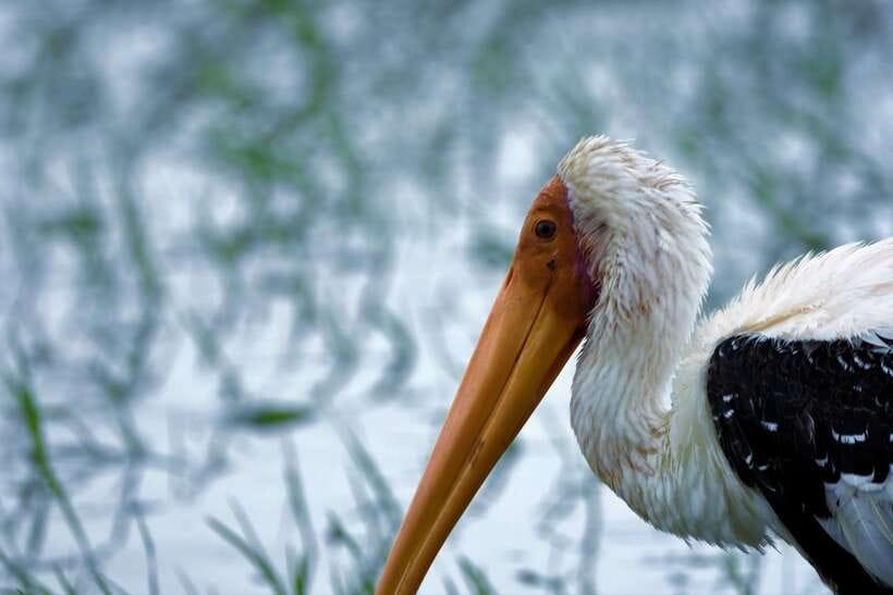 Arugambay :Pottuvil Lagoon Mangrove Eco Boat Safari Tours - Sunrise, sunset, and the question of comfort