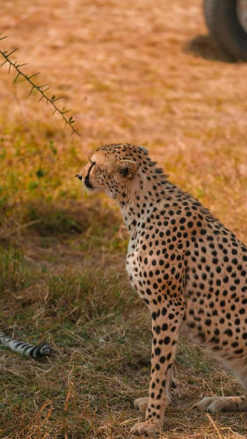 Arusha: 3-Day Serengeti & Ngorongoro Crater Big Five Safari - Should you book it?