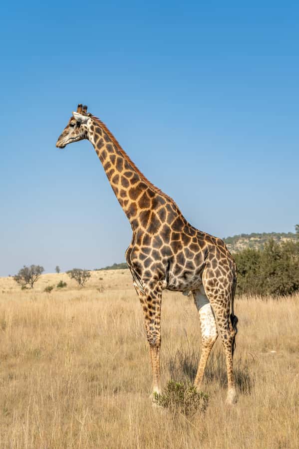 Arusha: 3-Day Serengeti & Ngorongoro Crater Big Five Safari - The vehicle and guide make a real difference