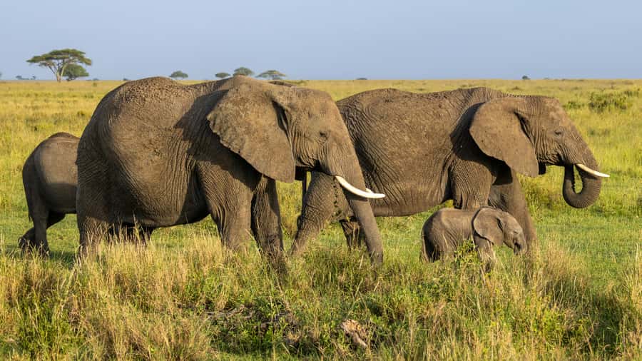 Arusha: 3-Day Serengeti & Ngorongoro Crater Big Five Safari - Lodge comfort or tent camping