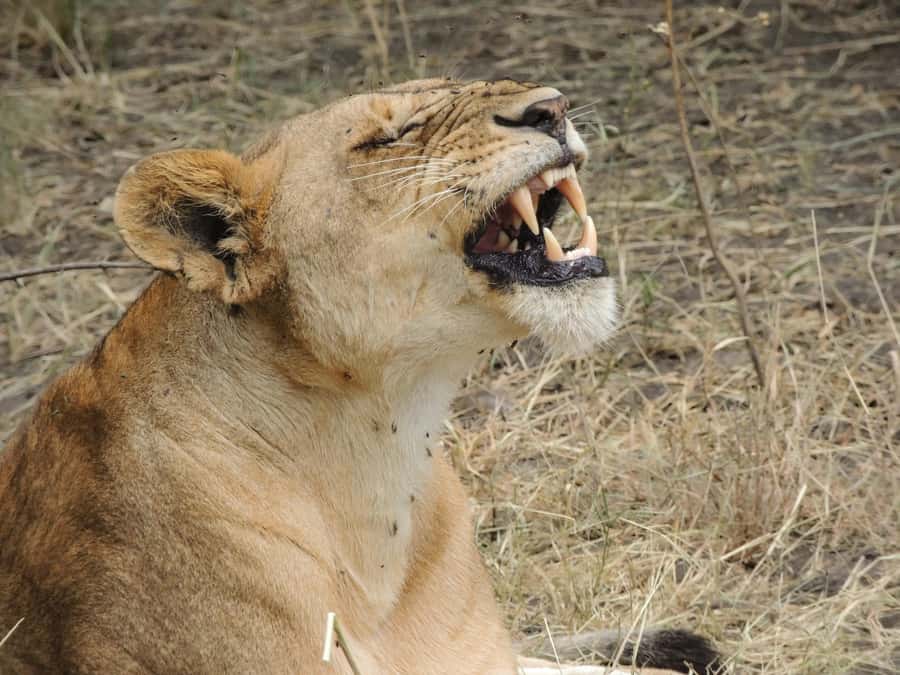 Arusha: 3-Day Serengeti & Ngorongoro Crater Big Five Safari - Food, water, and daily comfort