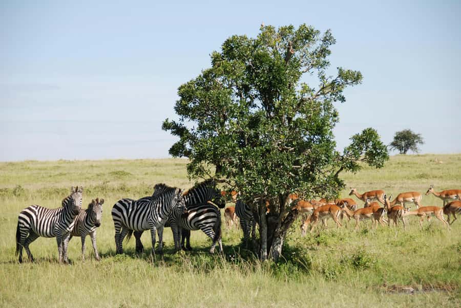 Arusha: 3-Day Serengeti & Ngorongoro Crater Big Five Safari - How good is the $900 value?
