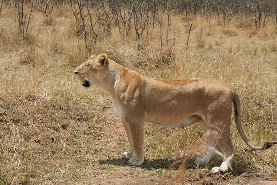 Arusha: 3-Day Serengeti & Ngorongoro Crater Big Five Safari - Who should choose this safari?