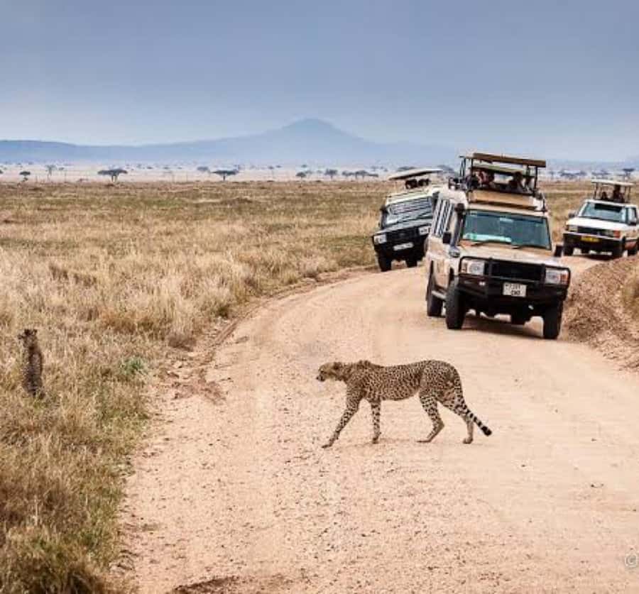 Arusha: 3-Day Serengeti & Ngorongoro Crater Big Five Safari - Day two: sunrise in Serengeti, then toward the crater