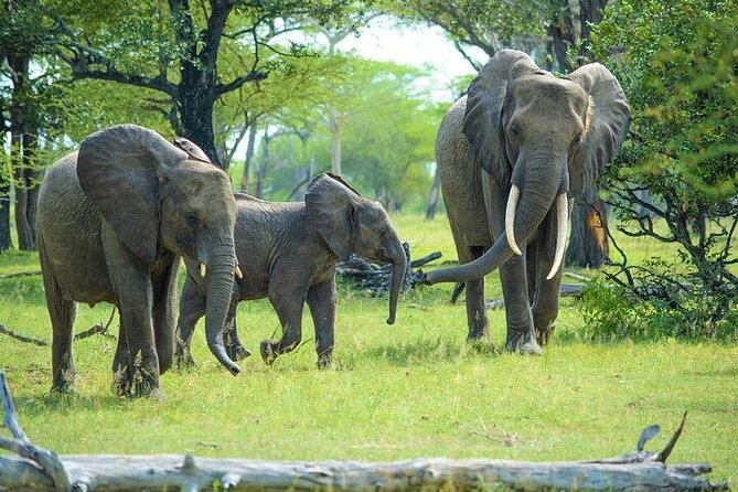 Arusha: 5 days Safari Trip Tarangire, Lake Manyara and Ngorongoro - Day 3: A slower day in Mto wa Mbu
