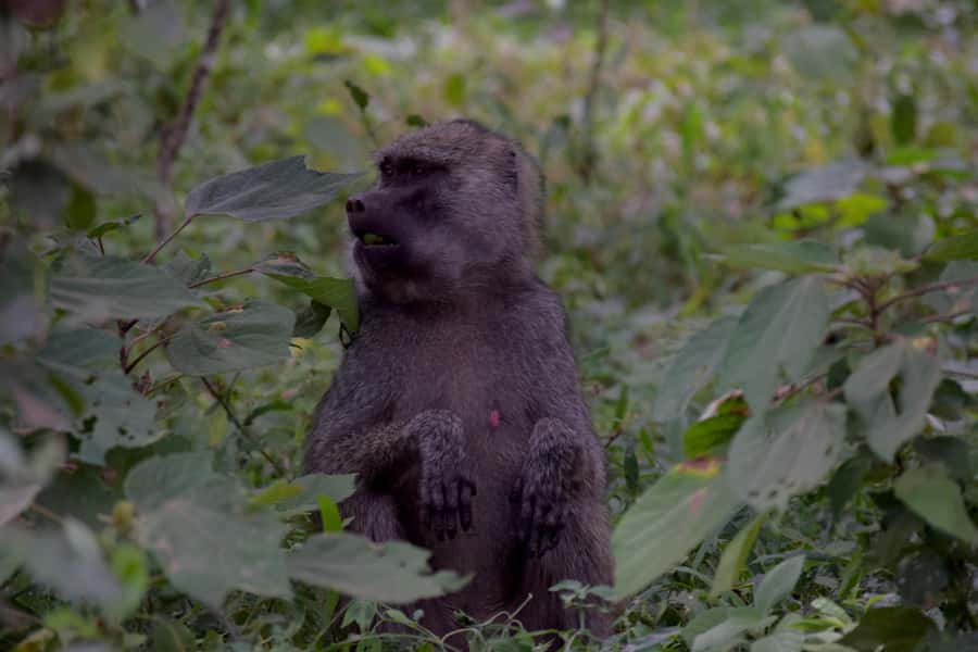 Arusha National Park Full-Day Safari - Key points to know before booking