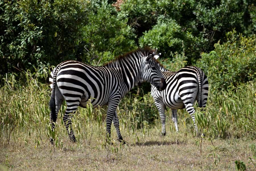 Arusha National Park Full-Day Safari - A safari close to Arusha, with Mt. Meru overhead