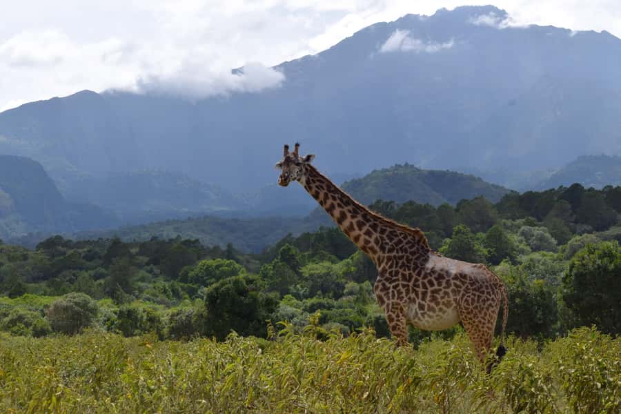 Arusha National Park Full-Day Safari - Morning game drive: grassland, forest, and first sightings