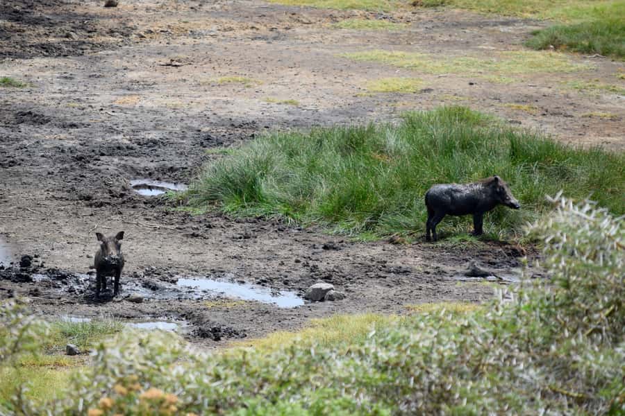 Arusha National Park Full-Day Safari - The fig tree and the value of your vehicle