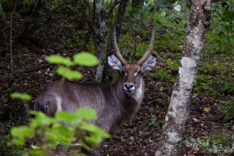 Arusha National Park Full-Day Safari - What the $195 price really covers