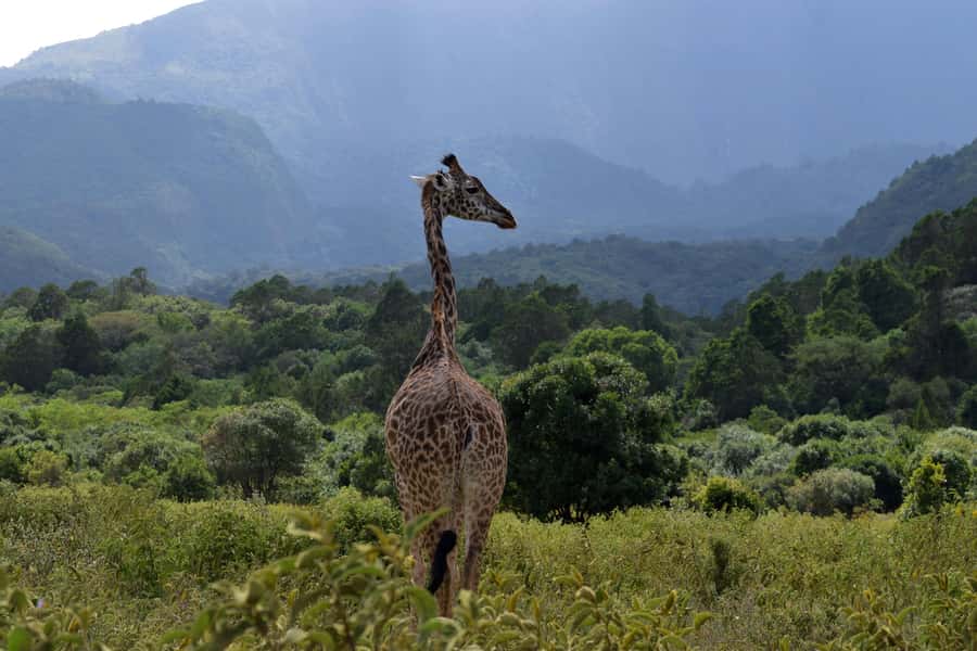 Arusha National Park Full-Day Safari - Guide quality matters here