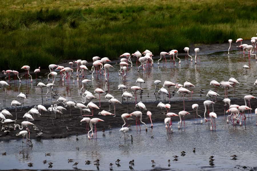Arusha National Park Full-Day Safari - Who should book this Arusha safari