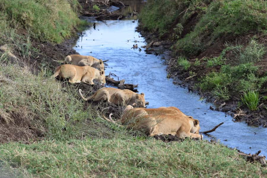 Arusha: Serengeti and Ngorongoro Multi-Day Camping Safari - Key points to know before booking
