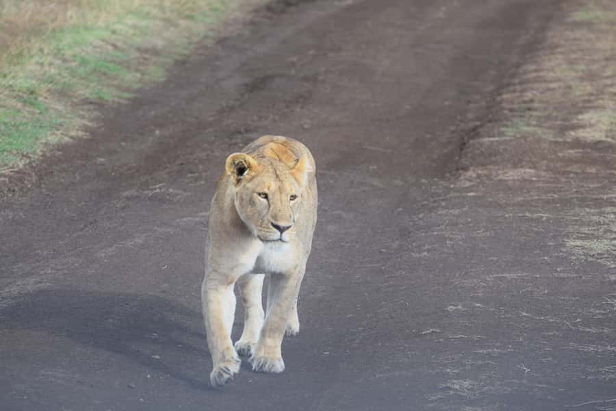 Arusha: Serengeti and Ngorongoro Multi-Day Camping Safari - Why this four-day route works