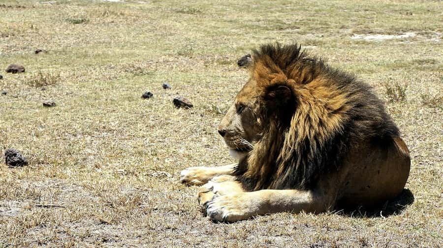 Arusha: Serengeti and Ngorongoro Multi-Day Camping Safari - Camping conditions, food, and comfort