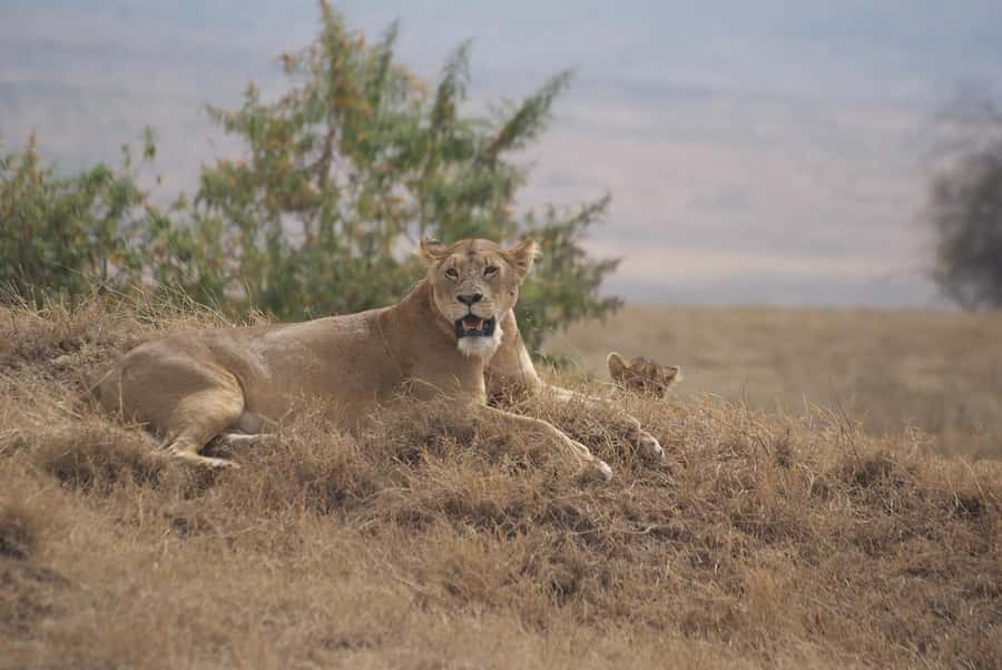 Arusha: Serengeti and Ngorongoro Multi-Day Camping Safari - How the guides and cooks affect the experience
