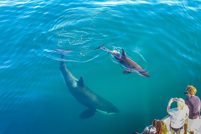 Auckland Dolphin and Whale Watching Eco-Safari Cruise - Quick points before you book