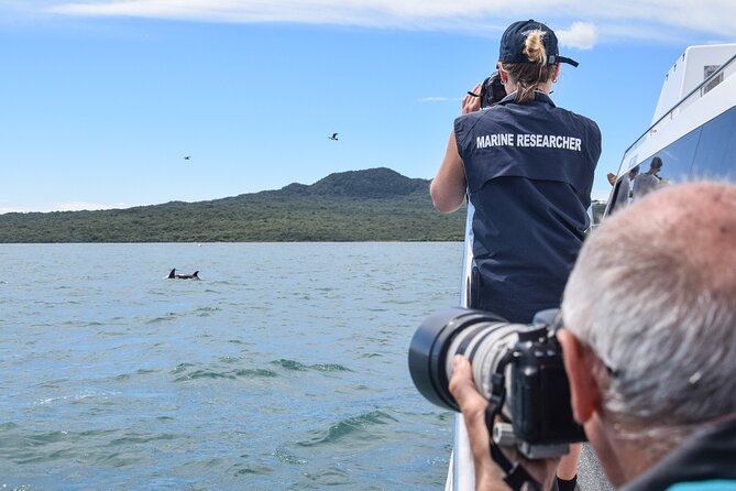 Auckland Dolphin and Whale Watching Eco-Safari Cruise - Looking for dolphins, whales, and blue penguins