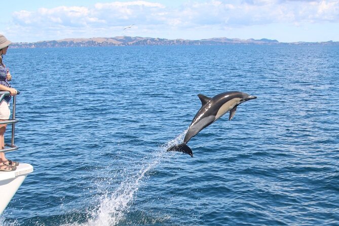 Auckland Dolphin and Whale Watching Eco-Safari Cruise - Comfort, weather, and what to pack