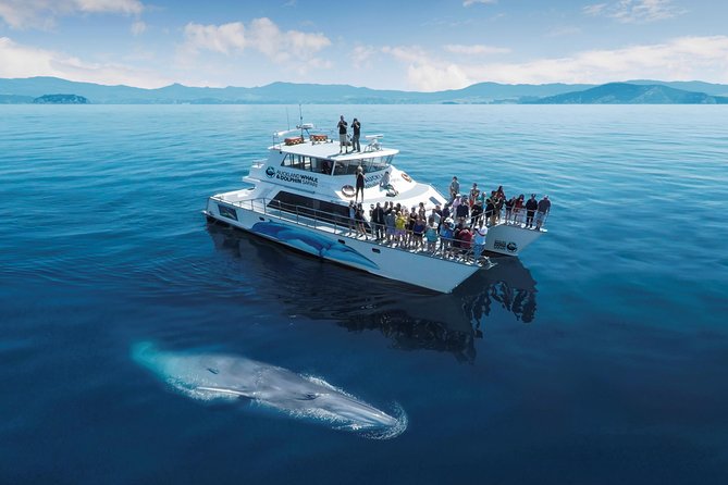 Auckland Dolphin and Whale Watching Eco-Safari Cruise - Auckland Harbour Bridge and the opening views