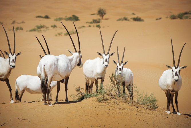 Authentic Safari in Vintage Land Rover with Traditional Dinner - Stargazing in the Dubai desert