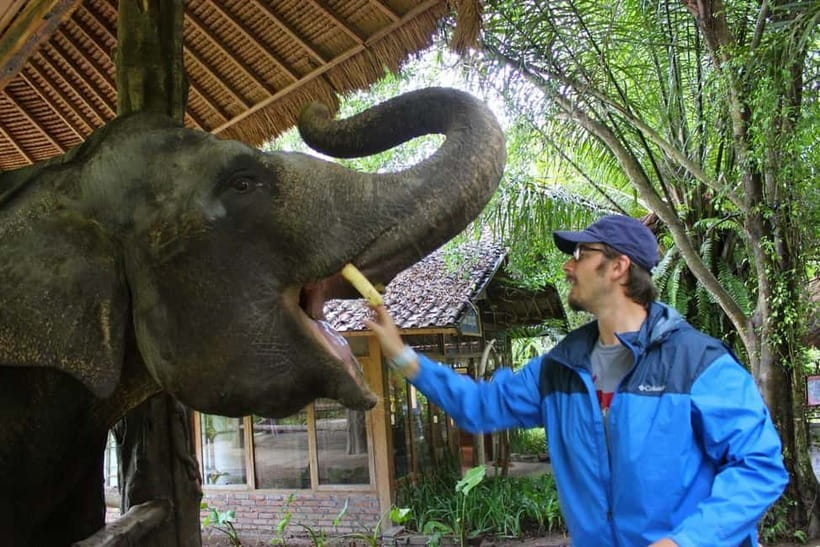 Bali: Taman Safari and Elephant Feeding with Hotel Transfer - Riding the safari tram through the animal areas