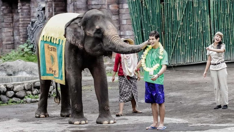 Bali: Taman Safari and Elephant Feeding with Hotel Transfer - Feeding elephants by hand