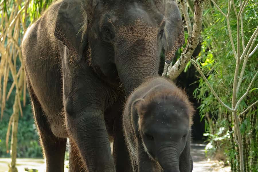 Bali Zoo: Behind Closed Doors Afternoon Safari Guided Tour - What the Afternoon at Bali Zoo Really Involves