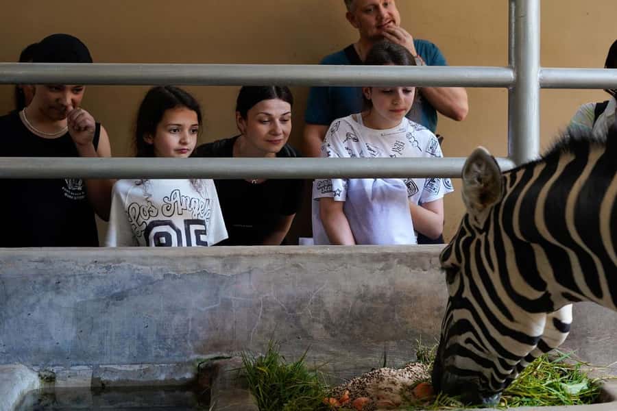 Bali Zoo: Behind Closed Doors Afternoon Safari Guided Tour - Orangutans and Elephants Up Close