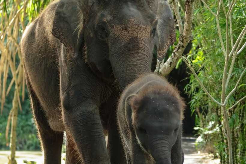Bali Zoo: Behind Closed Doors Afternoon Safari Guided Tour - What the Guides and Keepers Add