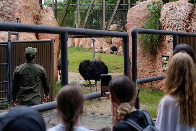 Bali Zoo: Behind Closed Doors Afternoon Safari Guided Tour - Snacks, Drinks, and the Evening Pause