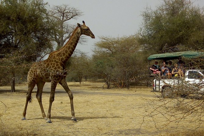Bandia Park Safari (Minimum 2 Participants) - Key points at a glance
