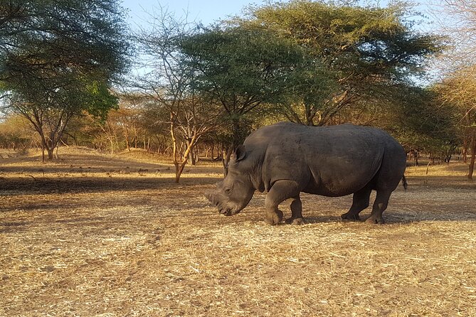 Bandia Park Safari (Minimum 2 Participants) - Why Bandia is worth the drive from Dakar