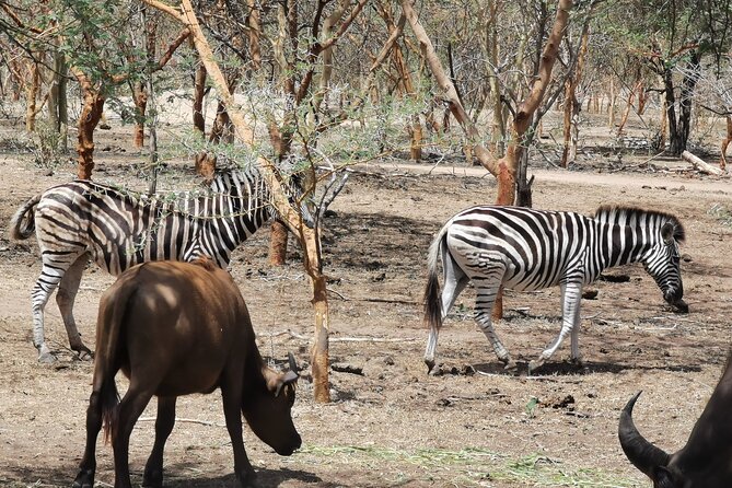 Bandia Park Safari (Minimum 2 Participants) - The road from Dakar and the private vehicle