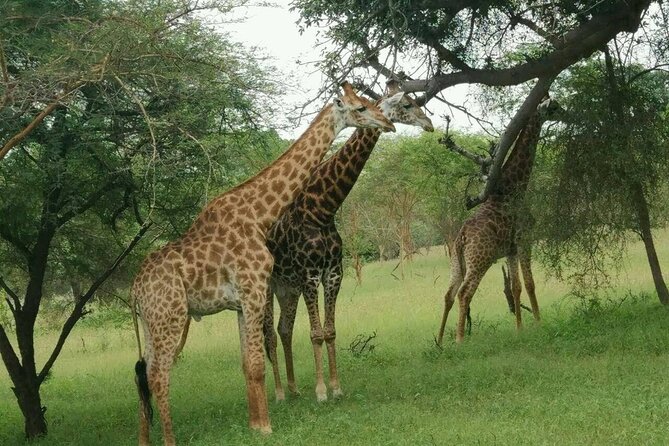 Bandia Park Safari (Minimum 2 Participants) - Guides make the difference
