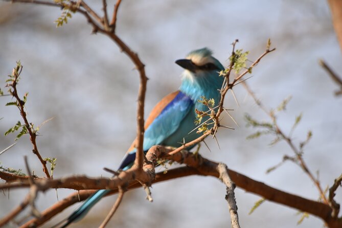 Bandia Park Safari (Minimum 2 Participants) - What the two-hour safari feels like