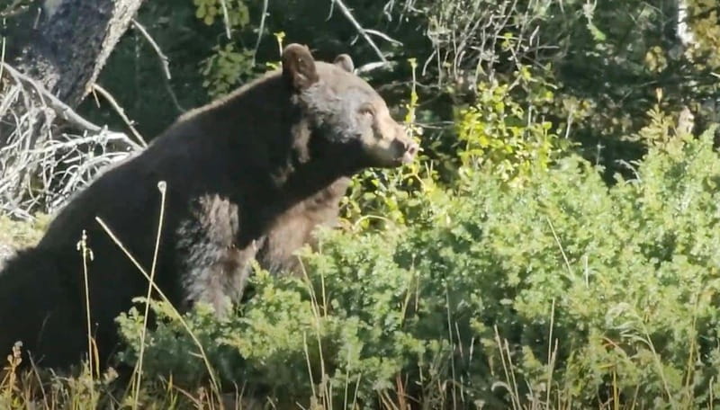 Banff: Evening Wildlife Safari Guided Tour - Key points at a glance