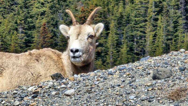 Banff: Evening Wildlife Safari Guided Tour - What this Banff evening safari is really about