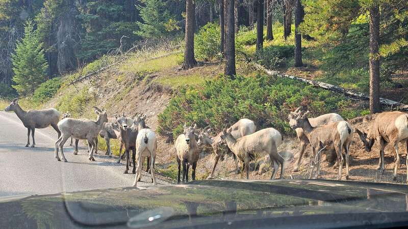 Banff: Evening Wildlife Safari Guided Tour - What you may see after sunset begins
