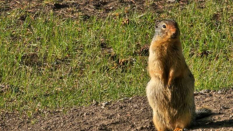 Banff: Evening Wildlife Safari Guided Tour - Conservation is more than a side note