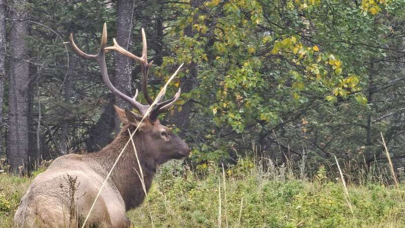 Banff: Evening Wildlife Safari Guided Tour - Scenic stops give the evening a second purpose
