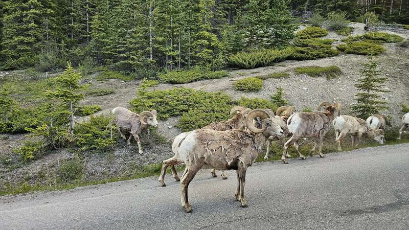 Banff: Evening Wildlife Safari Guided Tour - Is $55 a good value?