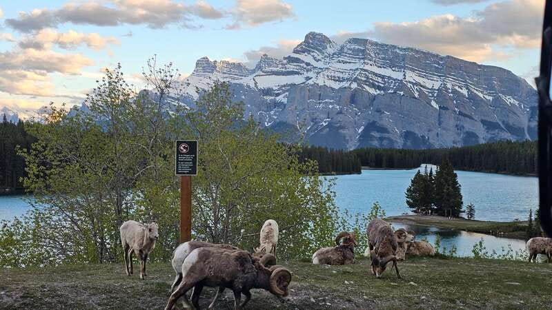 Banff: Evening Wildlife Safari Guided Tour - Who will enjoy this most?