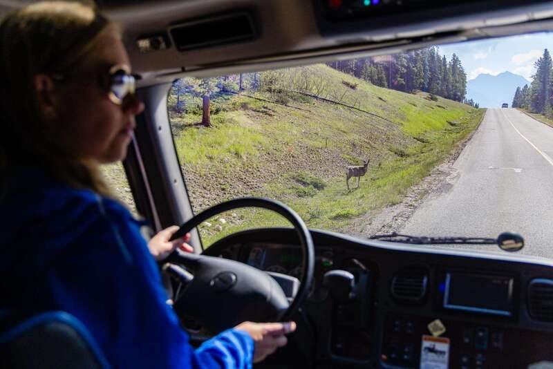 Banff: Evening Wildlife Safari Guided Tour - Pickup across Banff, with three seasonal departure times